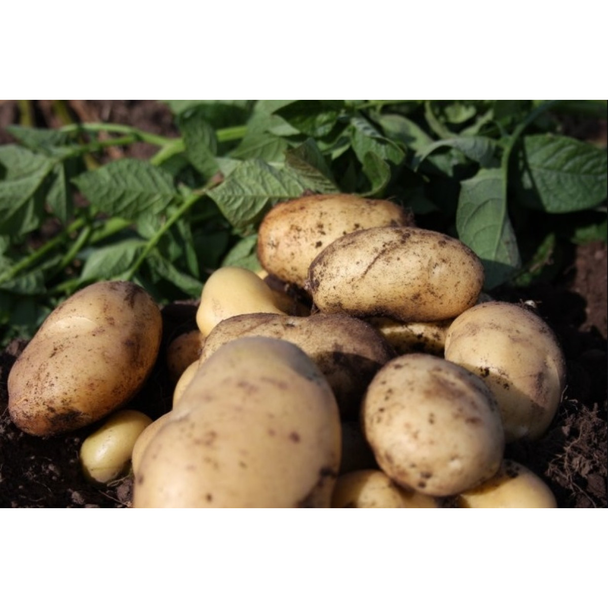 Pentland Javelin Seed Potatoes – 2kg