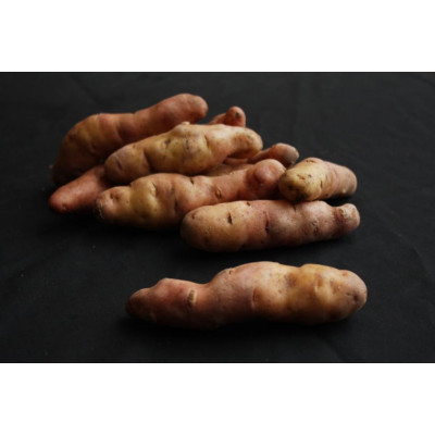 Pink Fir Apple Seed Potatoes – 20kg