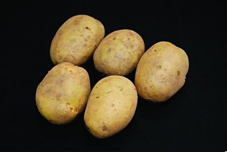 Premiere Seed Potatoes – 25kg