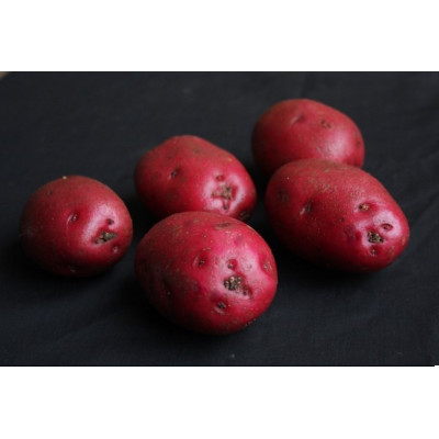 Red Duke Of York Seed Potatoes – 25kg