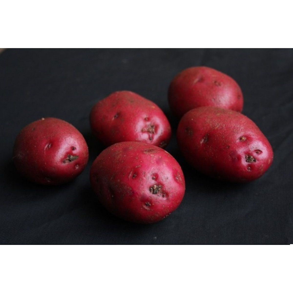 Red Duke Of York Seed Potatoes – 2kg