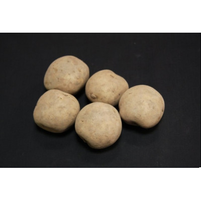 Rocket Seed Potatoes – 25kg