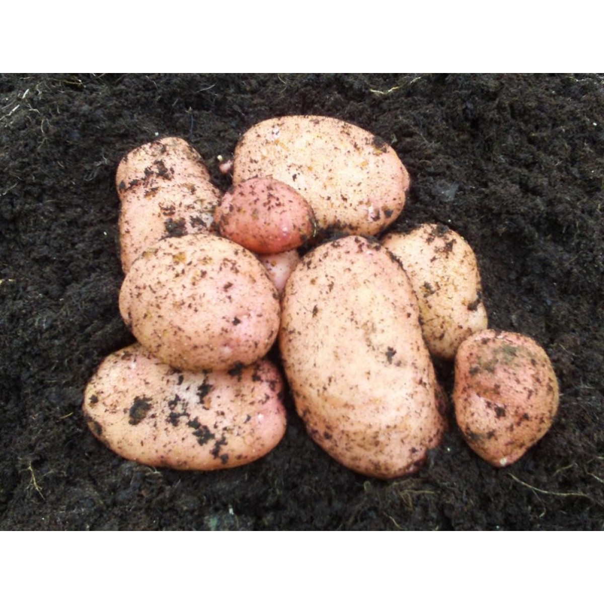 Sarpo Mira Seed Potatoes – 20kg