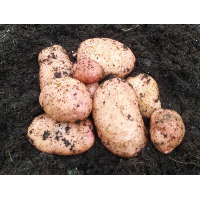 Sarpo Mira Seed Potatoes – 20kg