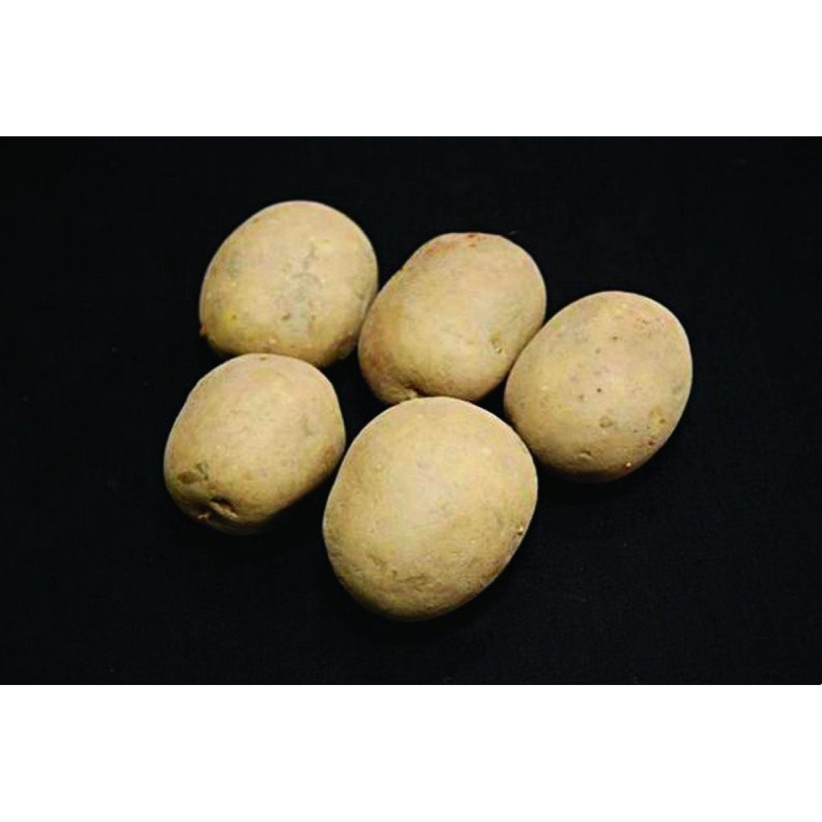 Saxon Seed Potatoes – 2kg