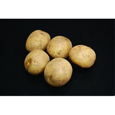 Swift Seed Potatoes – 2kg