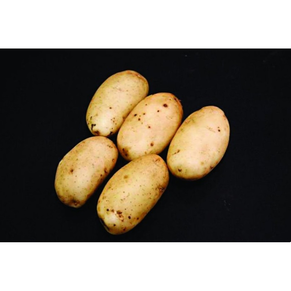 Ulster Prince Seed Potatoes – 20kg