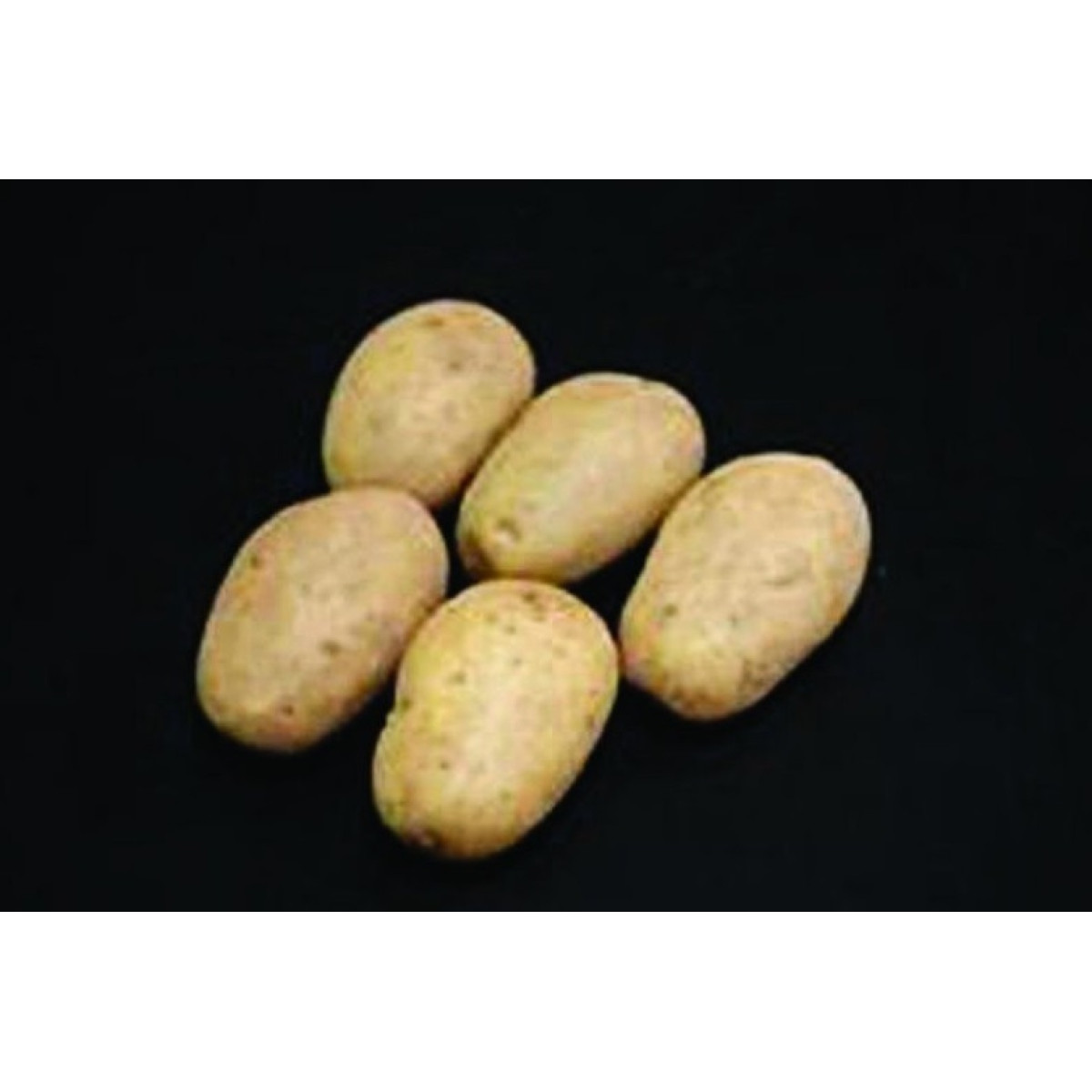 Valor Seed Potatoes – 2kg