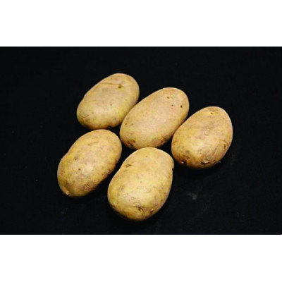 Wilja Seed Potatoes – 25kg